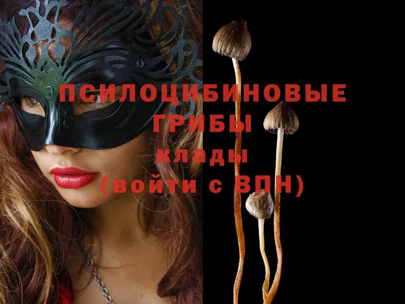 цены   Городовиковск  Псилоцибиновые грибы Magic Shrooms 